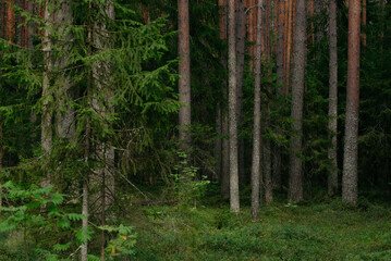 Landscapes of a coniferous forest © Grigoriy