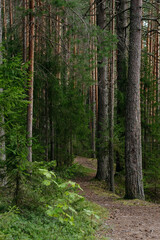 Landscapes of a coniferous forest © Grigoriy