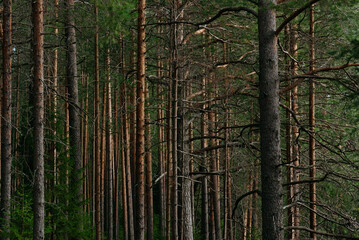 Landscape. Mysterious northern forest after sunset © Grigoriy