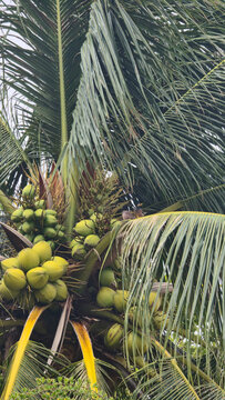 View of a coconut tree laden with clusters of green coconuts and lush palm fronds, with small birds perched among the leaves in Ko Tao, Surat Thani, Thailand.