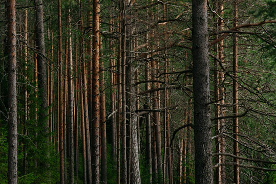 Landscape. Mysterious northern forest after sunset