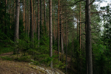 A forest lake overgrown with pine trees in the light of sunset © Grigoriy