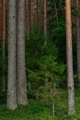 Landscapes of a coniferous forest © Grigoriy