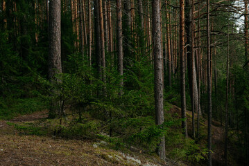 A forest lake overgrown with pine trees in the light of sunset © Grigoriy