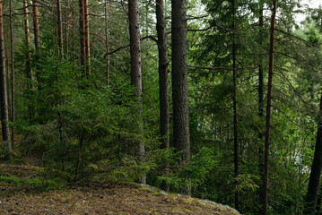 A forest lake overgrown with pine trees in the light of sunset © Grigoriy