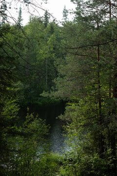 The surface of the forest lake surrounded by shrubs and trees with green leaves.