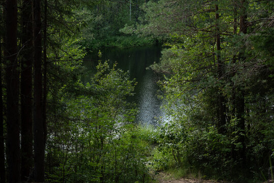 The surface of the forest lake surrounded by shrubs and trees with green leaves.