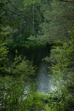 The surface of the forest lake surrounded by shrubs and trees with green leaves.