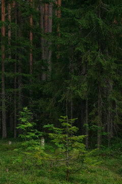 Landscapes of a coniferous forest