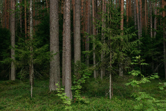 Landscapes of a coniferous forest