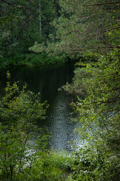 The surface of the forest lake surrounded by shrubs and trees with green leaves.