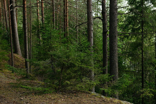 A forest lake overgrown with pine trees in the light of sunset