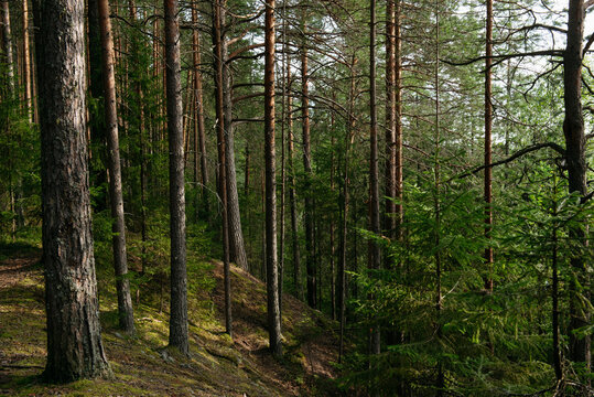 A forest lake overgrown with pine trees in the light of sunset