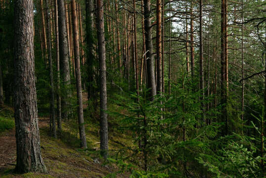 A forest lake overgrown with pine trees in the light of sunset