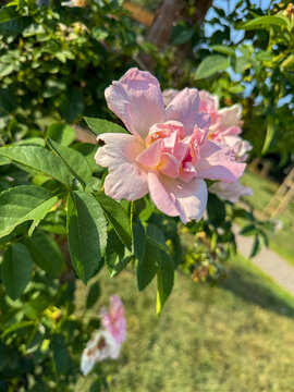 pink rose bush