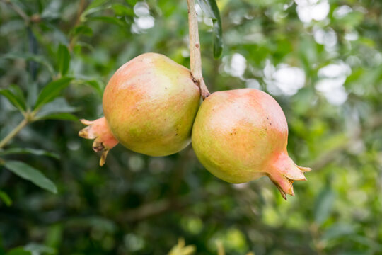 The pomegranate (punica granatum) fruits.