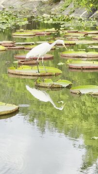 White Egret Standing on Giant Water Lily Pad in Pond