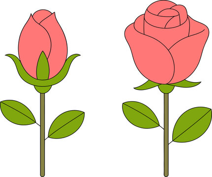 Pink rose flowers flat vector illustration, blooming rosebud and open blossom isolated on white background