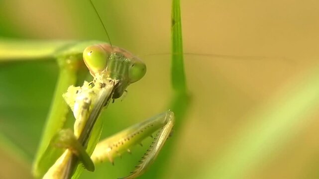 Macro Praying Mantis Consuming Prey Mantodea Biological Control 4K