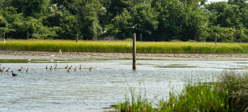 Des oiseaux et leurs petits sur un lac au Sri Lanka