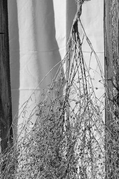 Monochrome fine art photograph of dried plant hanging against a textured backdrop
