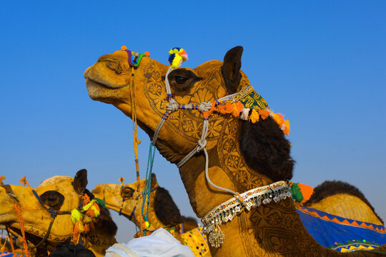 View of a decorated camel with intricate patterns and colorful tassels at the Chanan Pir festival in Yazman, Punjab, Pakistan.