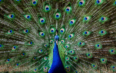 Obraz premium Beautiful Colorful Peacock Display
