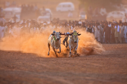 View of a traditional bull race with two oxen running across a dusty field, surrounded by a large crowd of spectators in Jhang, Punjab, Pakistan.