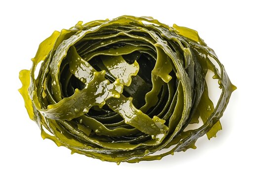 Fresh green seaweed kelp leaves rolled in a circle shape
