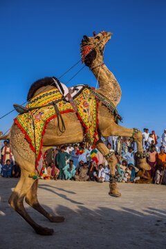 View of a decorated camel performing a traditional dance at the Chanan Pir festival with a crowd of spectators in the background in Yazman, Punjab, Pakistan.