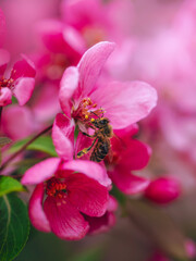 Honey bee collecting nectar on pink apple blossoms, beautiful dreamy macro photo with soft pink bokeh, shallow depth of field, and blurred background © Macro Viewpoint