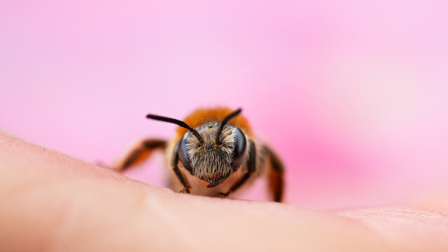Tiny mining bee (Andrena sp.) on human hand, detailed wide panoramic macro portrait of a solitary bee face with pink background, shallow depth of field, and soft natural light