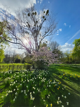 View of Maschsee park in spring with blooming white and yellow daffodils, a flowering cherry tree, and a large tree with mistletoe under a bright blue sky in Hanover, Lower Saxony, Germany.