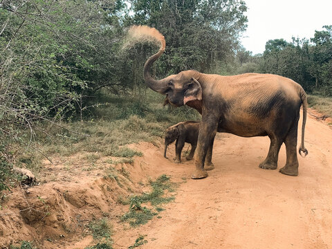 View of an adult elephant and its calf on a dirt road in a wooded area, with the adult throwing dust with its trunk in Sri Lanka.