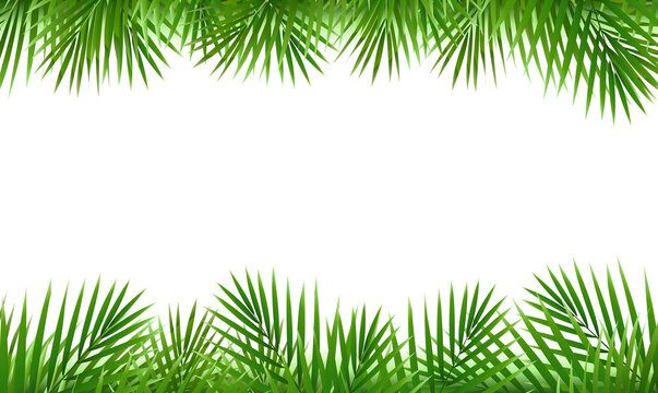 Summer Borders And Palm Tree Leaves