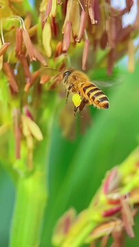 Honey bee flying and collecting yellow pollen from outdoor flowers macro close up