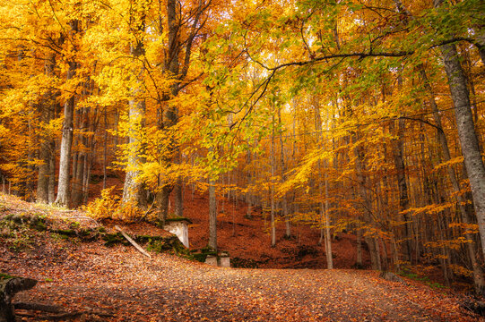 Golden autumn beech forest with carpet of fallen orange leaves and sunbeams