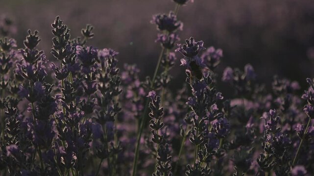 Lavender bee nature blooming in a purple meadow at sunset highlighting natural beauty and calm gardening and pollination scenery for agriculture projects