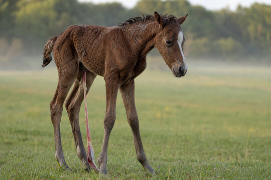 Newborn foal standing shakily on long legs with umbilical cord in grassy field.