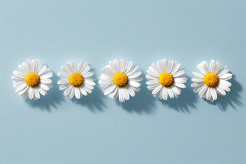 flowers of ai, daisies in a row on pastel blue background, soft blue shadows, harmony and tranquility, photorealistic © DOC