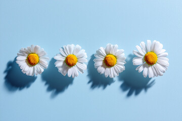 flowers of ai, daisies in a row on pastel blue background, orange yellow centers and shadows, photorealistic © DOC