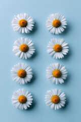 flowers of ai, daisies in symmetrical rows on pastel blue background, white petals and golden centers, photorealistic © DOC