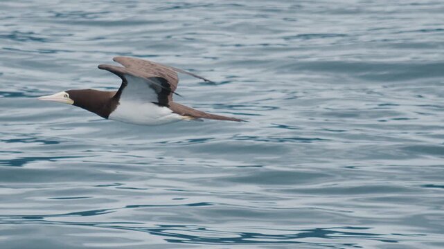 The brown booby (Sula leucogaster) flies low over the sea surface. Bird flies over the water