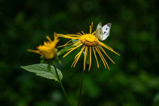 Close-up of a white butterfly resting on a bright yellow wild flower against a dark green foliage background, representing nature, wildlife, and pollination.