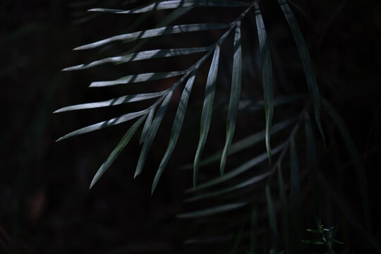 View of a palm leaf in shadow in Dee Why, New South Wales, Australia.