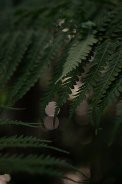 View of a lush green fern leaf with intricate fronds and soft bokeh light in the background in Dee Why, New South Wales, Australia.