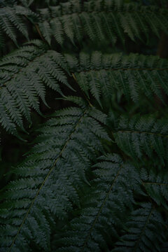 View of lush green fern leaves in a natural forest setting in Dee Why, New South Wales, Australia.