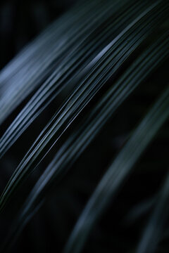 View of dark green palm leaves with linear textures in Dee Why, New South Wales, Australia.