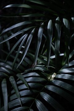 View of lush green palm fronds with detailed leaf textures and dramatic shadows in Dee Why, New South Wales, Australia.