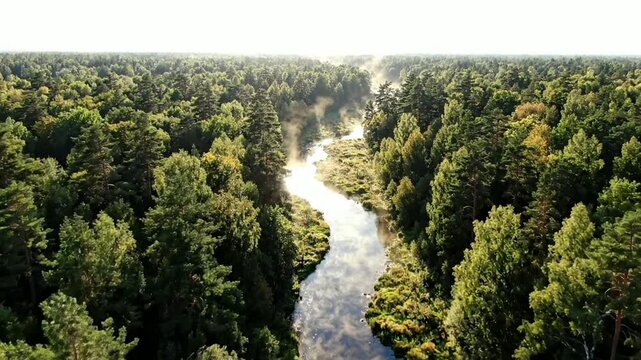 Aerial view of a winding river through a dense green forest at sunrise with morning mist and sunlight reflections